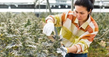 Woman tending to cannabis plants 