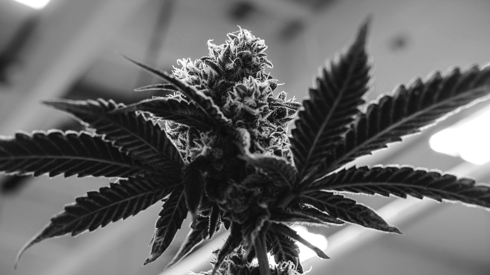 Why Developing and Executing a Go-to-Market Cannabis Strategy Matters Now More Than Ever