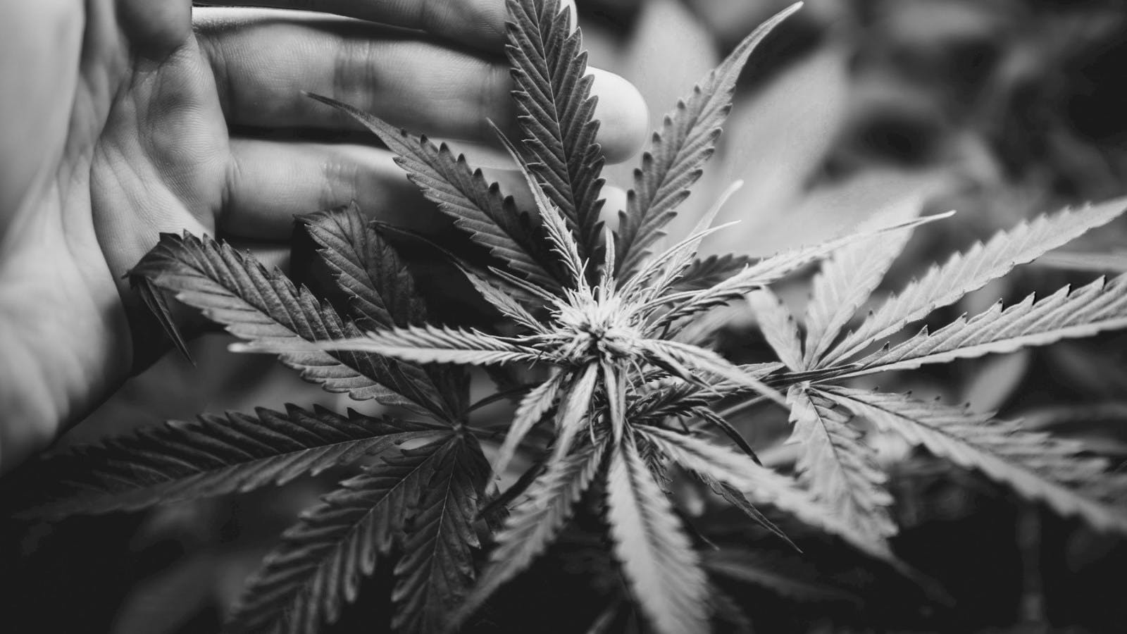 How PR Professionals Can Change the Conversation Around Cannabis