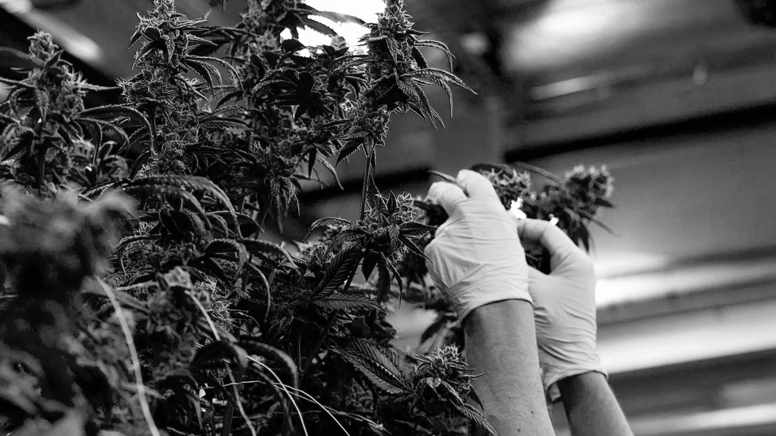 How Mainstream Adoption Could Lead to a Cannabis Brand Evolution