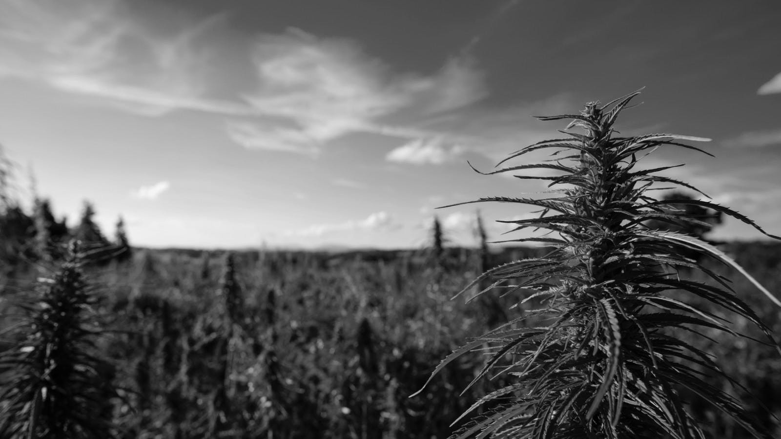 Michael Steinmetz: How Do We Grow Cannabis Responsibly?