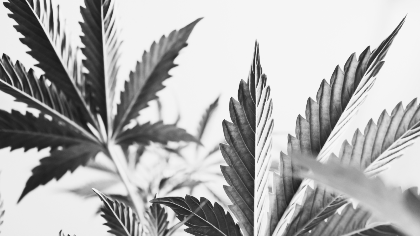 Why Cannabis Brands Should Prioritize Intention and Conscious Consumption