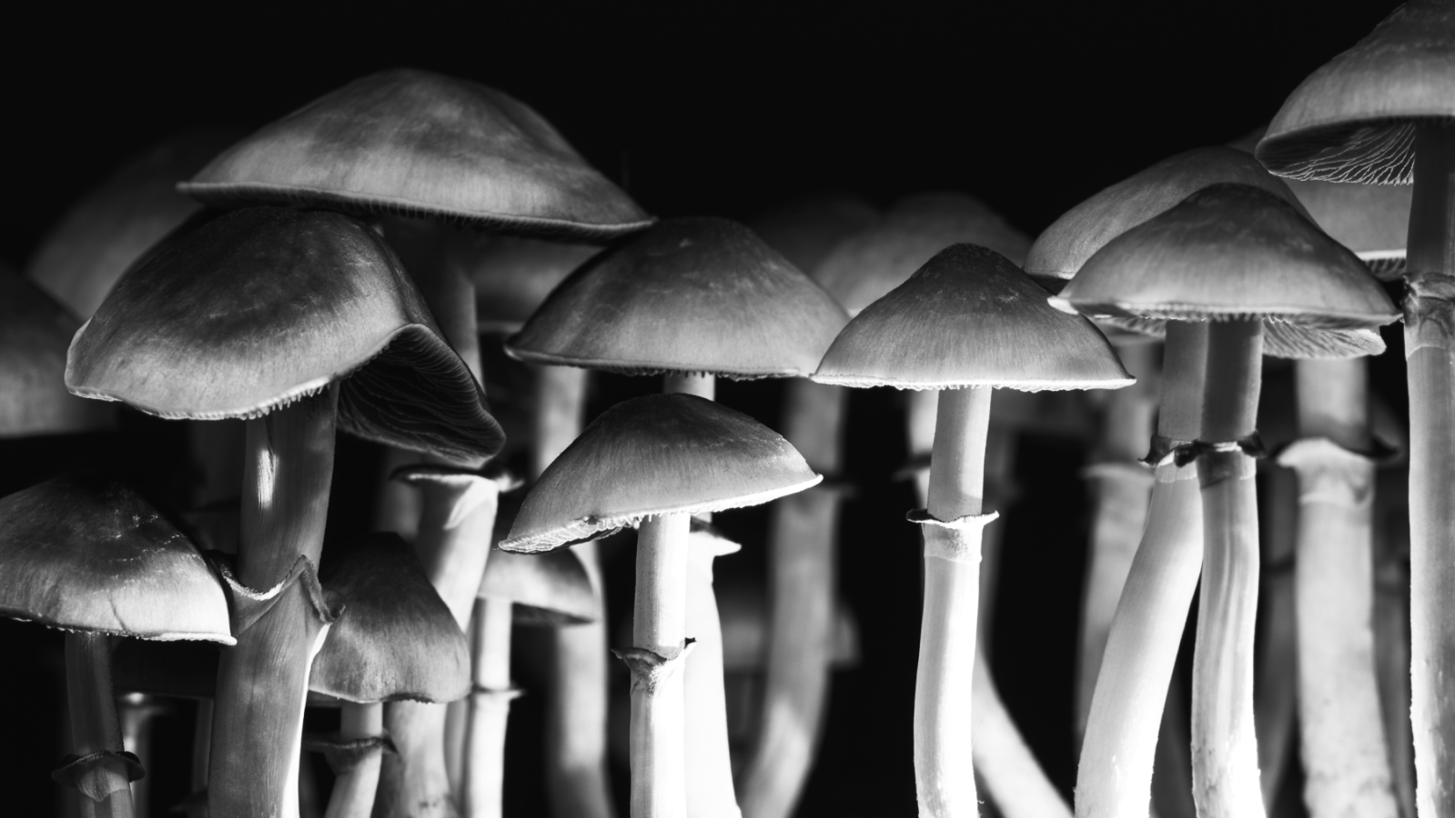 Debunking Myths and Misconceptions of the Psychedelics Industry