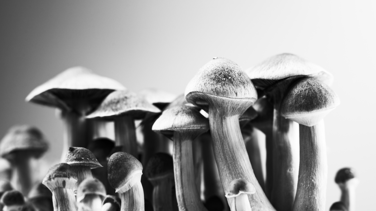 How Capital Markets Are Fueling Psychedelic Medicine Growth