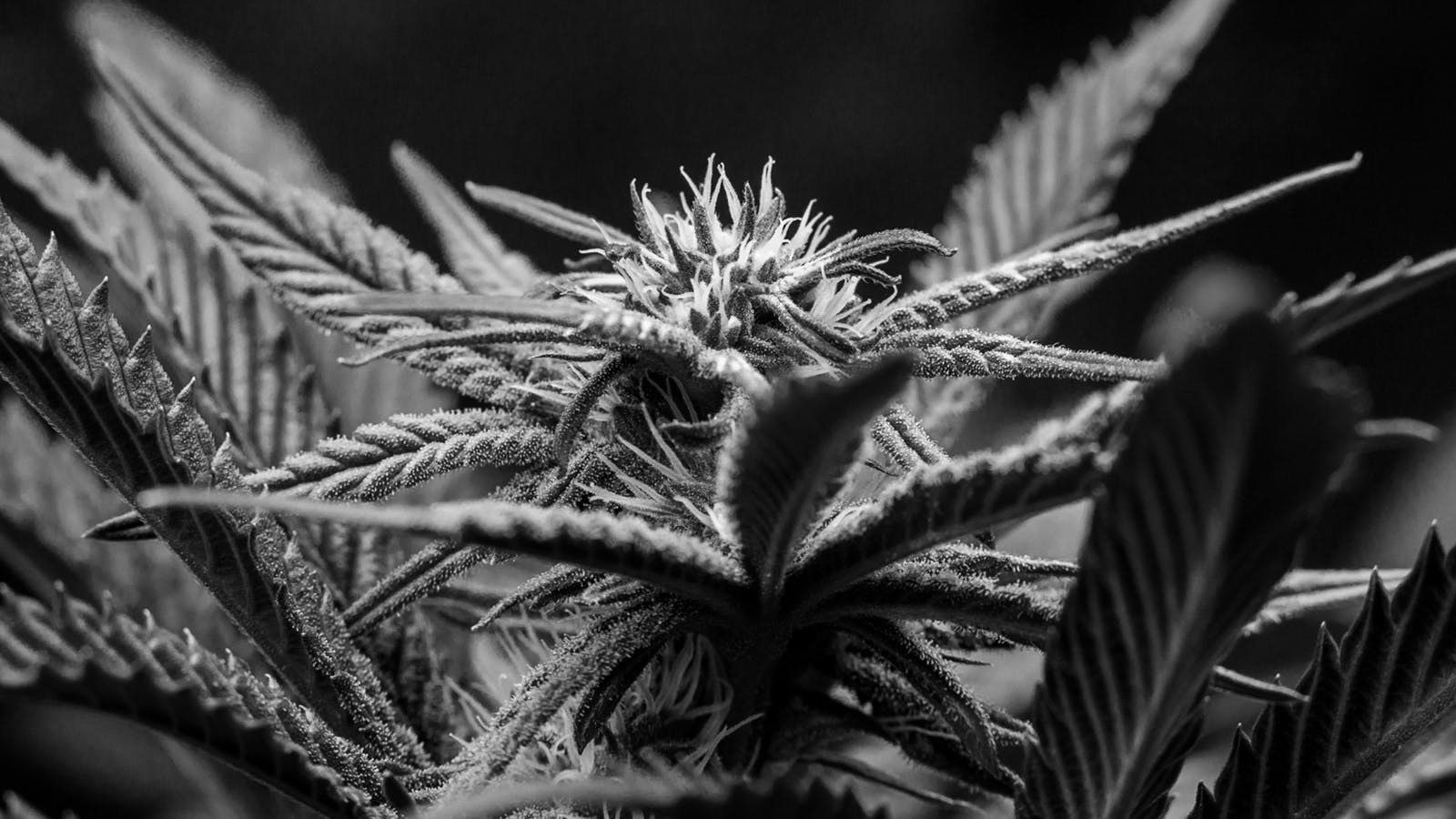 The Importance of Empowered Cannabis Consumers