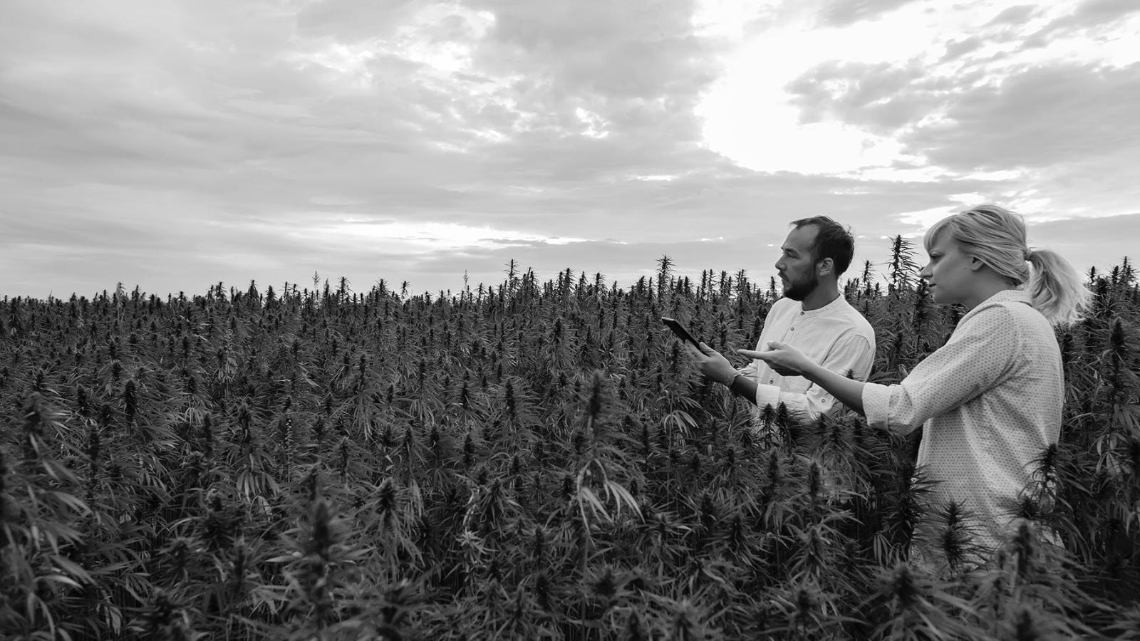 Could Cannabis Be the South's New Cash Crop? 
