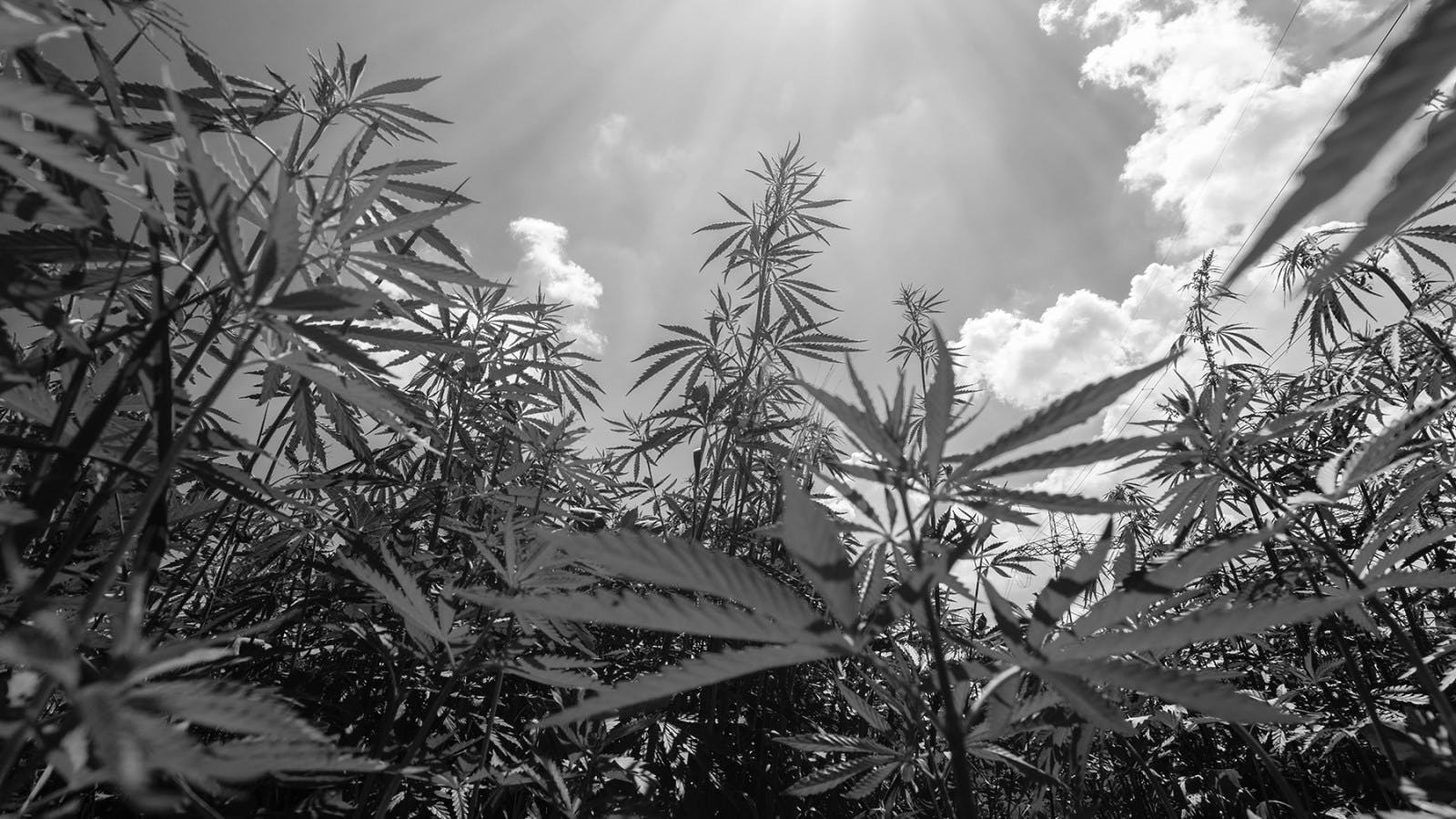 Saving the Cannabis Industry From a Downward Trajectory