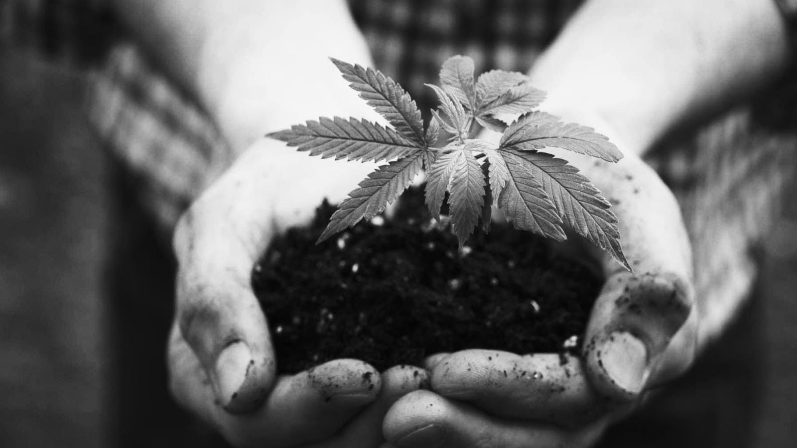 Why Hemp Is Entering the Mainstream and Adding Value to Business