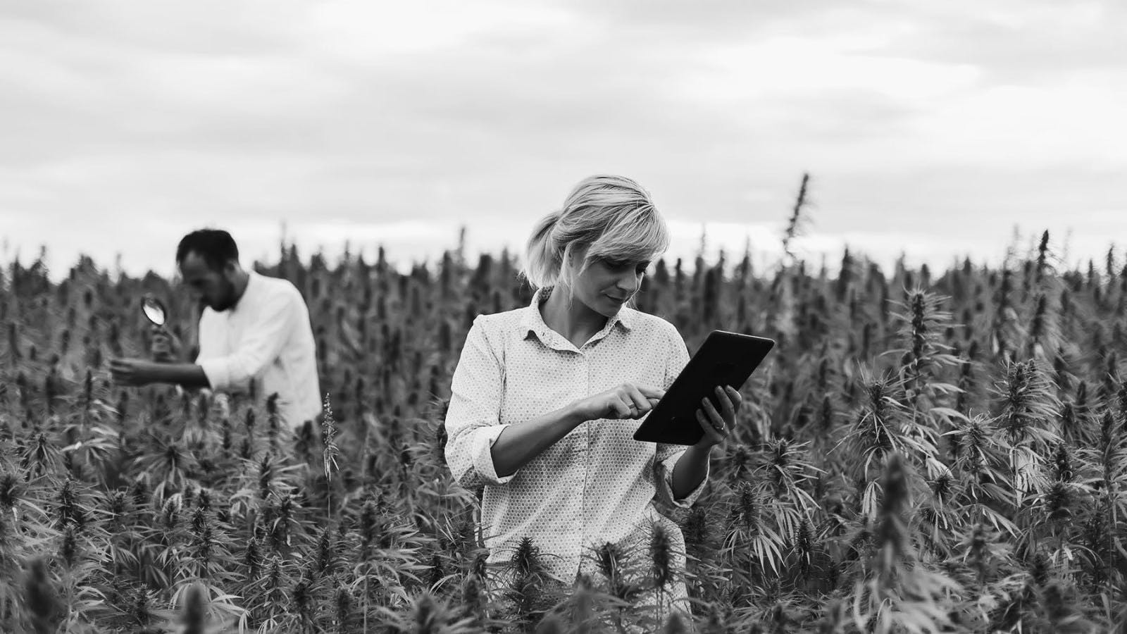 What I Learned Raising Funds in Six Months for My Cannabis Company