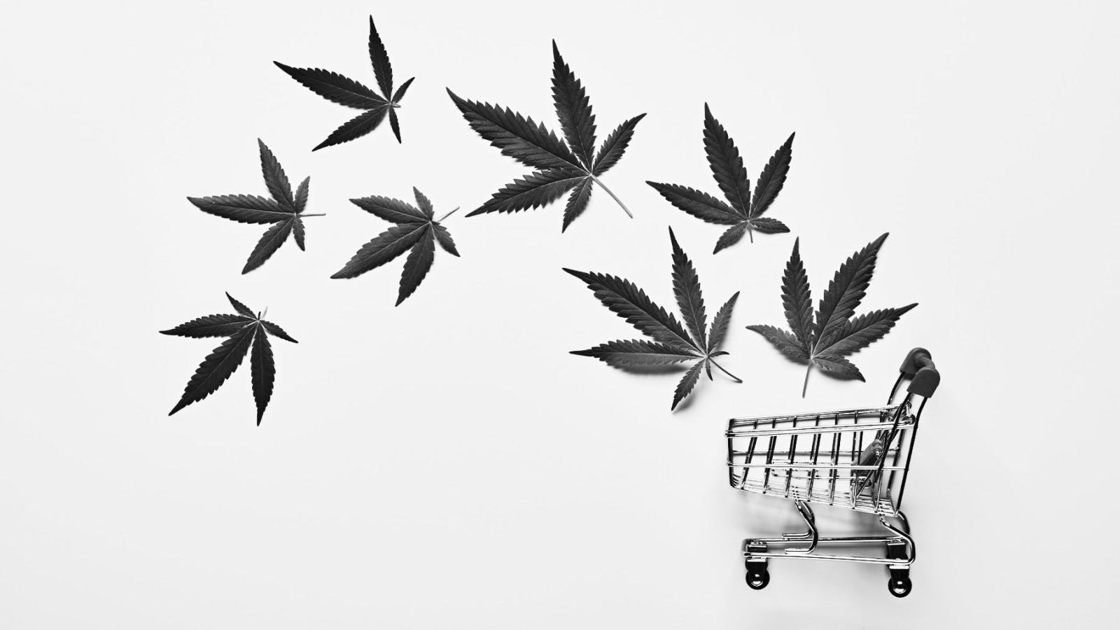 Cannabis Brands Can Now Advertise on Twitter — But Should They Just Say No?