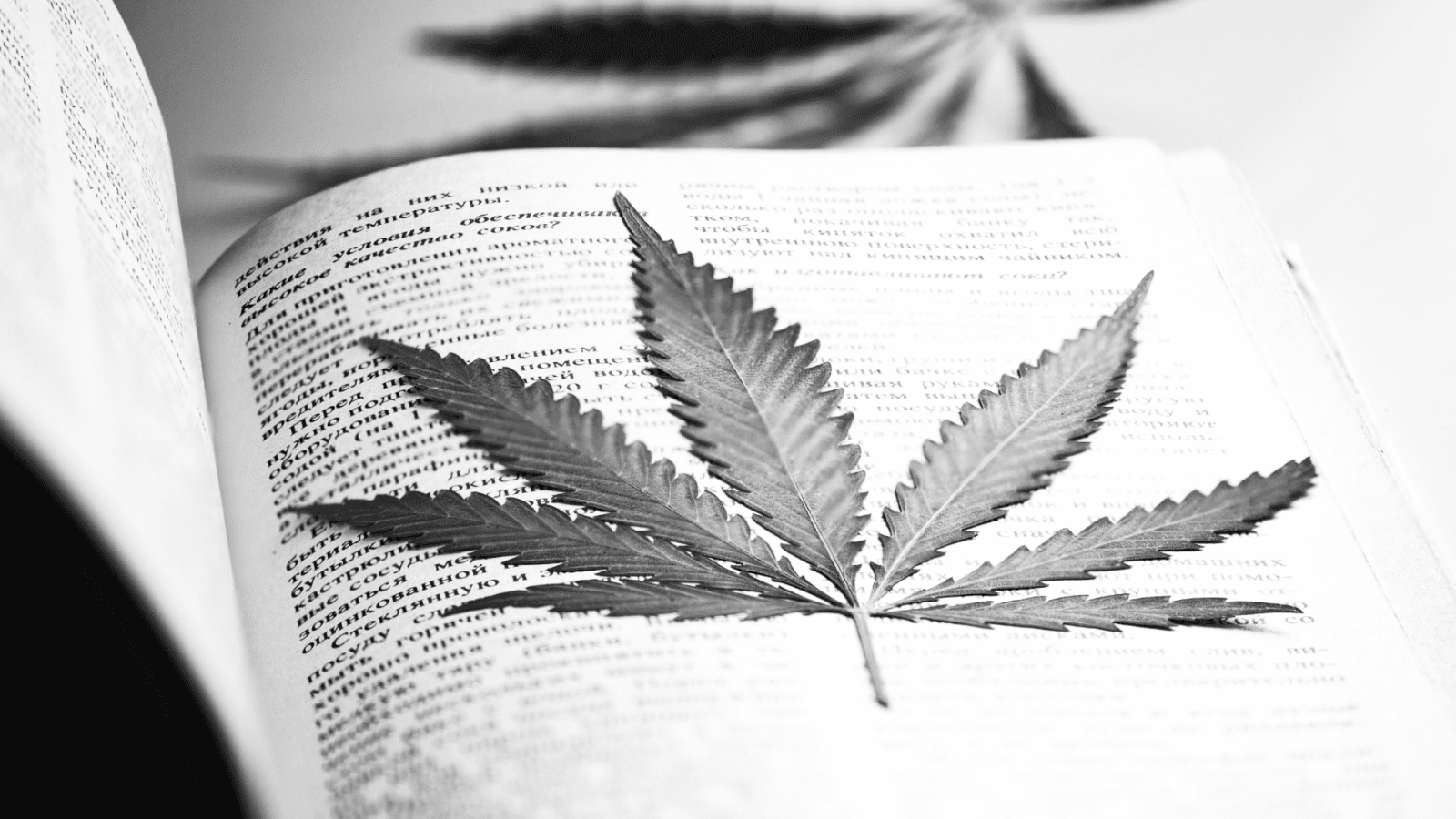 Word Choice Matters: Divisive Cannabinoid Language Can Impact Consumers and Companies