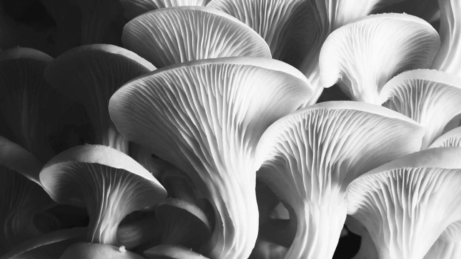 The Shroom Boom Market Guide: Ten Terms You Need to Know, Part 1