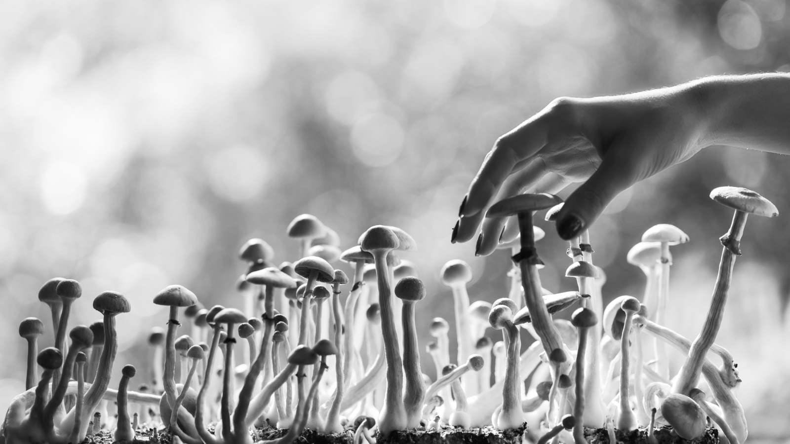 The Shroom Boom Market Guide: Ten Terms You Need to Know, Part 2